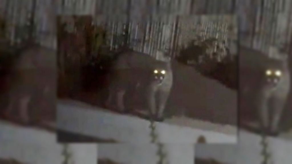 Un puma cazó frente a turistas en una reserva de&nbsp;Mendoza