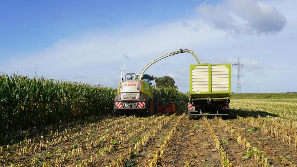 Argentina consolida liderazgo maicero en competencia global de&nbsp;precios