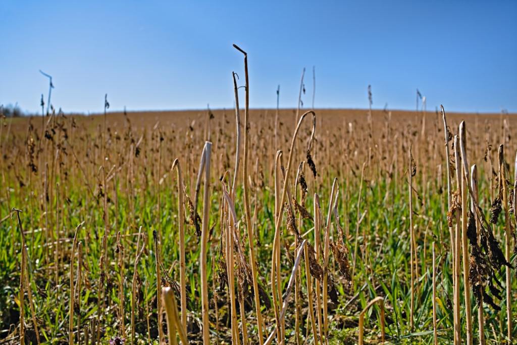 Nuevo herbicida «Authence» de Syngenta llega para combatir malezas resistentes