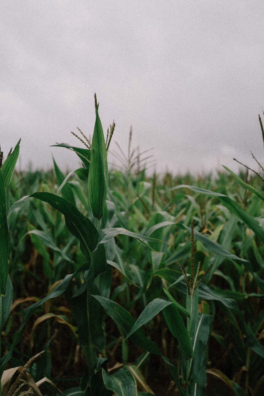 Urea mas barata permite repensar estrategias de siembra en el pais