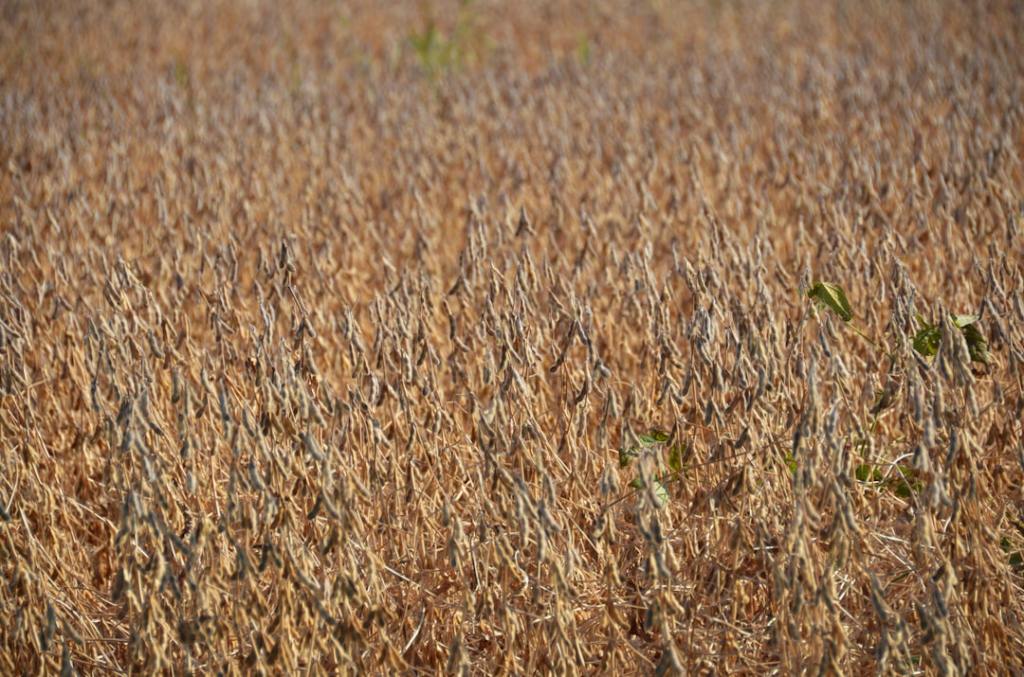 Complejo agroexportador crece 17% con casi US$ 22 mil millones