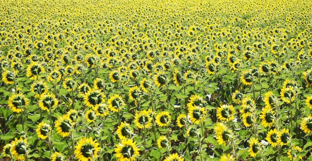 Girasol bate récord en molienda; soja toca su peor nivel en&nbsp;años