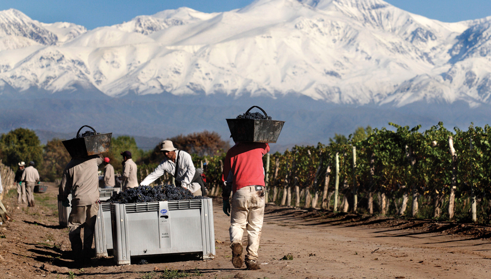Vino patagónico: expansión de cultivos y nuevas inversiones generan empleo local