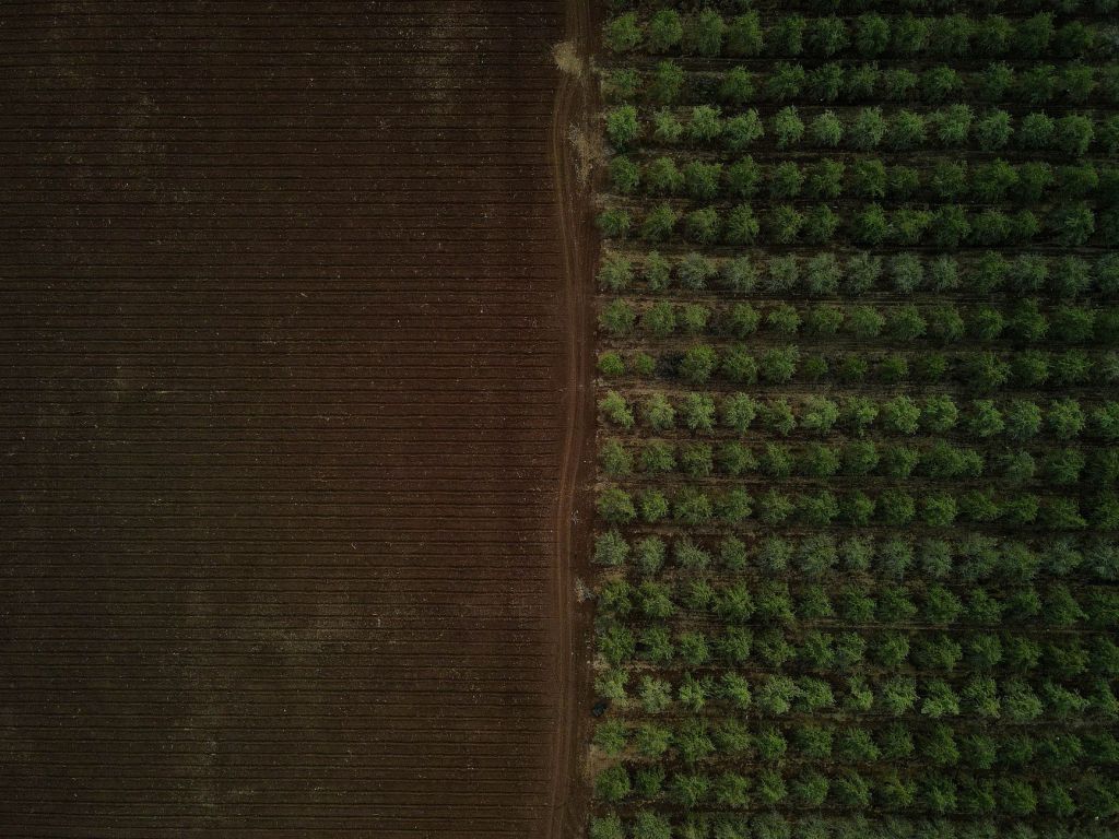 Nuevas especies oleaginosas transforman períodos improductivos en&nbsp;oportunidades
