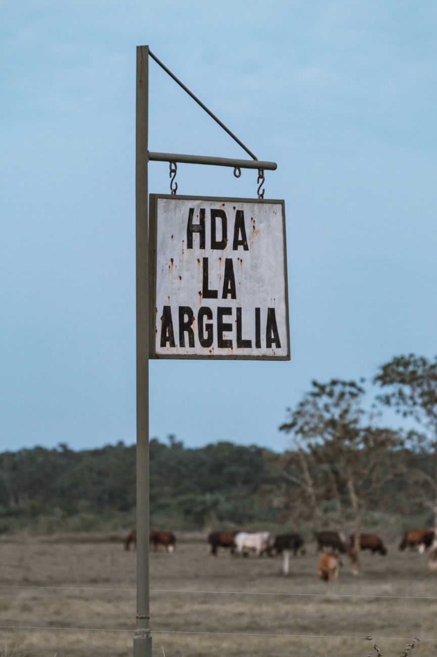 Del campo ancestral a la producción moderna: la ruta del bovino&nbsp;criollo