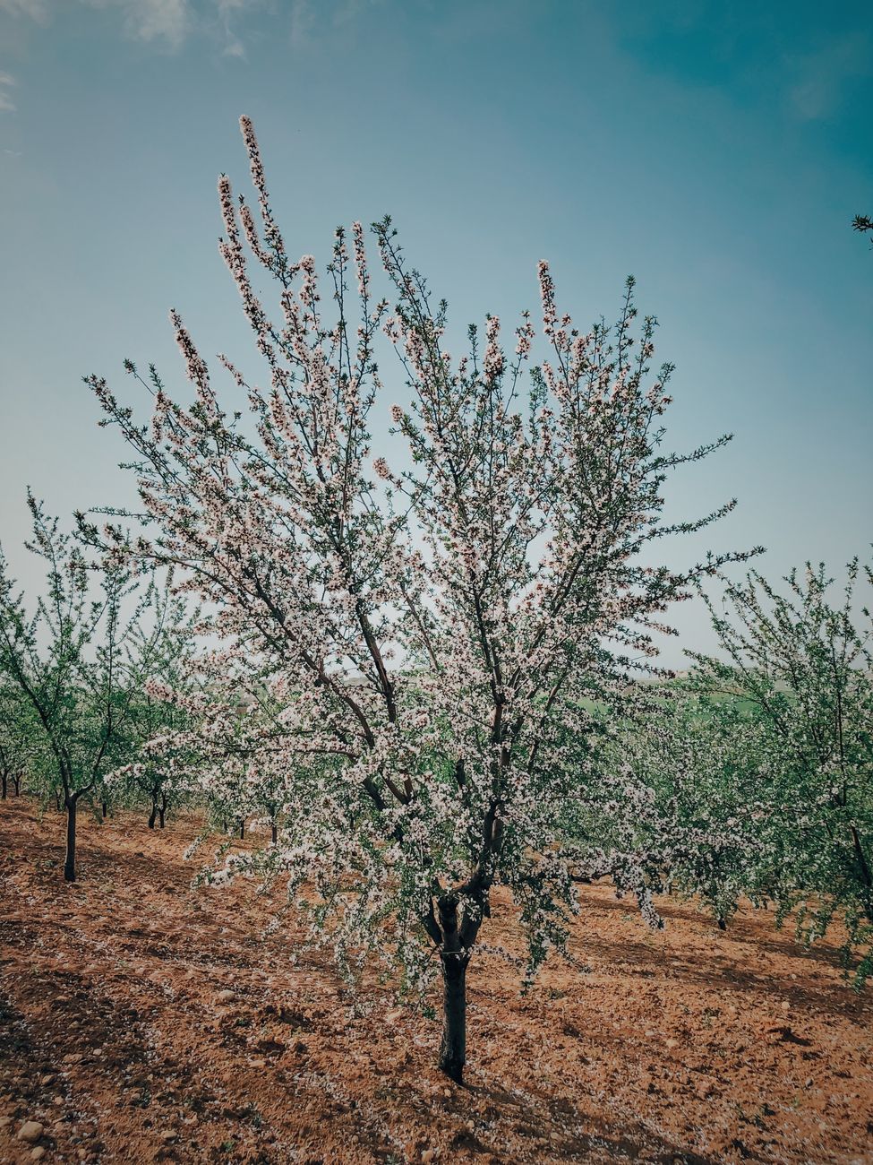 Almendras en retroceso: productor anuncia reconversion productiva