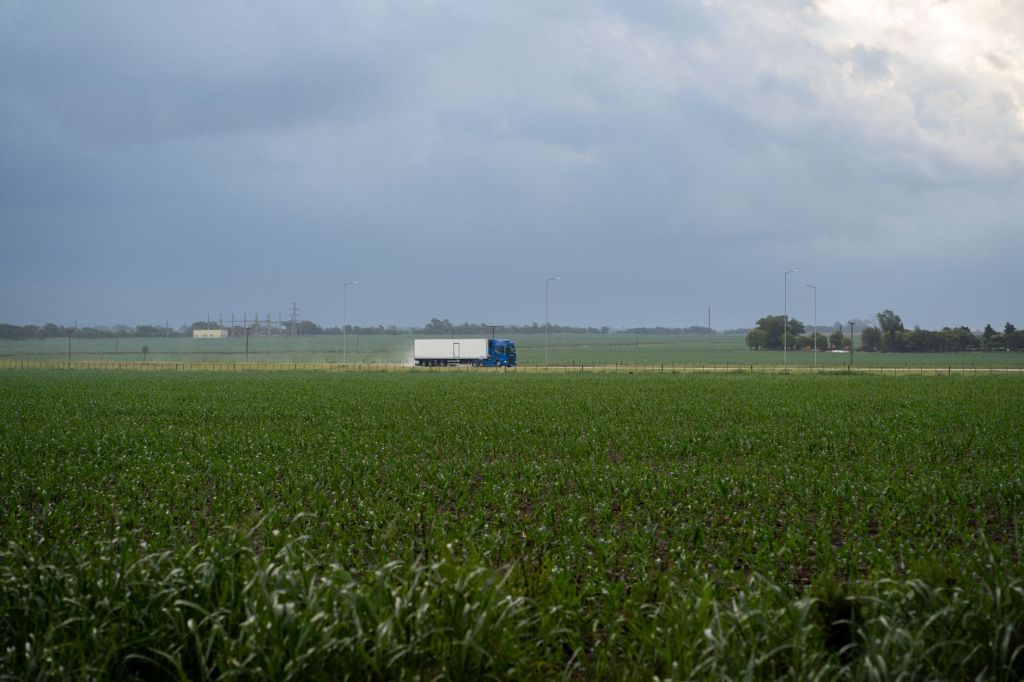 Maíz: productores adelantan ventas con cotizaciones al&nbsp;alza