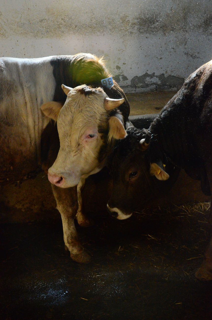 Ganaderos podran contratar veterinarios privados para vacunar contra aftosa
