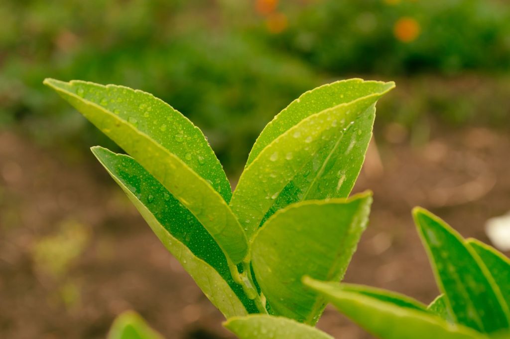 Primavera: cómo calcular el riego del limonero&nbsp;correctamente